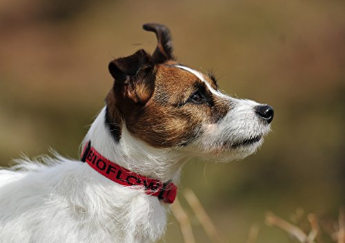 Bioflow Collar de Perro magnético Rojo, Grande