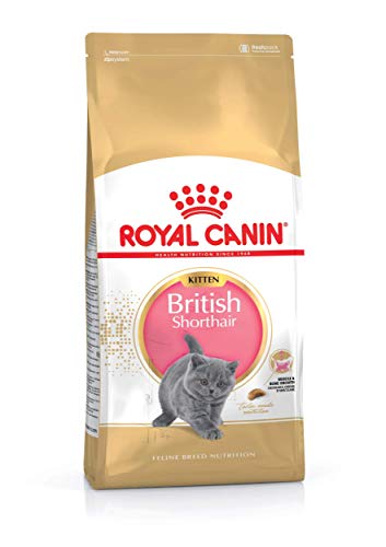 Desconocido RC-FBN Kitten British Shorthair 10kg