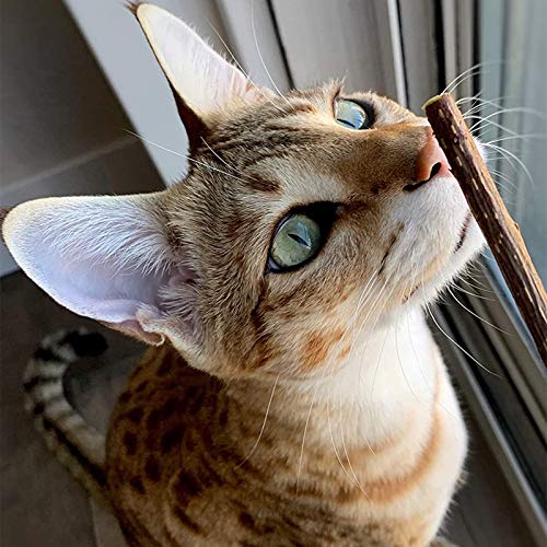 DINGDING Palitos para gatos, gatitos, pezón de gato, juguetes de dentición para gatitos, 20 unidades