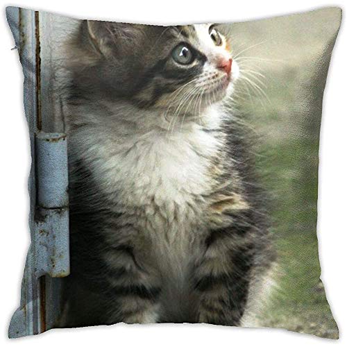 N/A Funda de Almohada Cat, Kitty, Cute, Little, Kitten, Pet, Domestic, Feline Unique 18 X 18 Inches