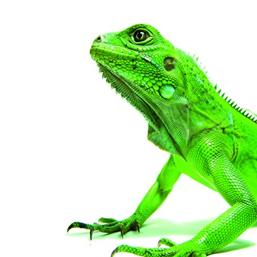 Nutrobal - Alimento complementario para Animales exóticos, 100 g