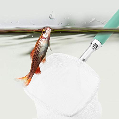 Pssopp Red de Aterrizaje de Pesca, Extensibles telescópicas Fish Shrimp Skimming Net Manija de Acero Inoxidable Red de Pesca para el Acuario Fish Tank Pond Creek (Cuadrado-Verde)