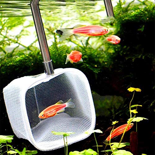Pssopp Red de Aterrizaje de Pesca, Extensibles telescópicas Fish Shrimp Skimming Net Manija de Acero Inoxidable Red de Pesca para el Acuario Fish Tank Pond Creek (Cuadrado-Verde)