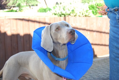 Soft-E Smart Collar - Cono de recuperación para perros y gatos, color azul, talla 1