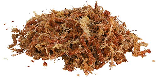 Trixie Bloque de sustrato de terrario tropical de musgo esfagno, 100g