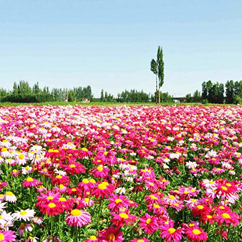 XINDUO Semillas de Flores perennes,Semillas de piretro-200 cápsulas,Plantas Coloridas Semillas