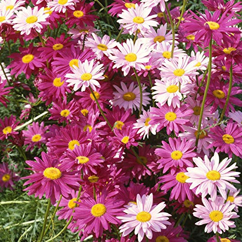 XINDUO Semillas de Flores perennes,Semillas de piretro-200 cápsulas,Plantas Coloridas Semillas