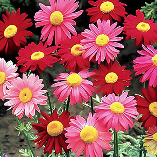 XINDUO Semillas de Flores perennes,Semillas de piretro-200 cápsulas,Plantas Coloridas Semillas