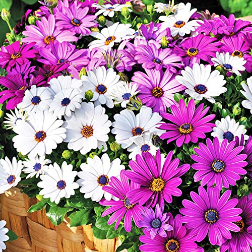 XINDUO Semillas de Flores perennes,Semillas de piretro-200 cápsulas,Plantas Coloridas Semillas