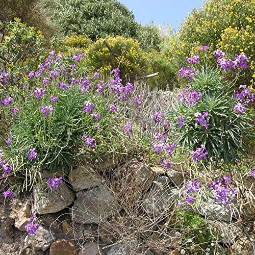 XINDUO Semillas de Plantas Verdes,Semillas de Violeta jardinería Semillas de Flores-0.5kg,perennes Plantas Semillas