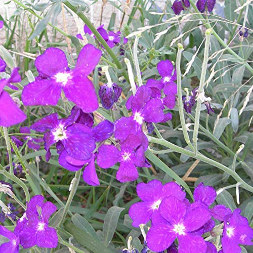 XINDUO Semillas de Plantas Verdes,Semillas de Violeta jardinería Semillas de Flores-0.5kg,perennes Plantas Semillas