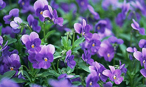 XINDUO Semillas de Plantas Verdes,Semillas de Violeta jardinería Semillas de Flores-0.5kg,perennes Plantas Semillas