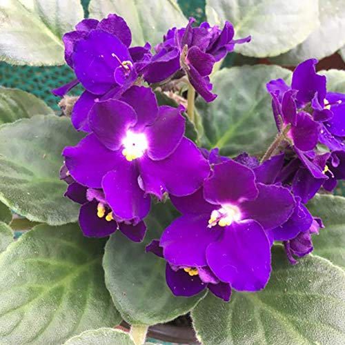 XINDUO Semillas de Plantas Verdes,Semillas de Violeta jardinería Semillas de Flores-0.5kg,perennes Plantas Semillas