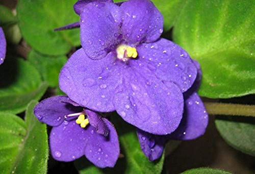 XINDUO Semillas de Plantas Verdes,Semillas de Violeta jardinería Semillas de Flores-0.5kg,perennes Plantas Semillas