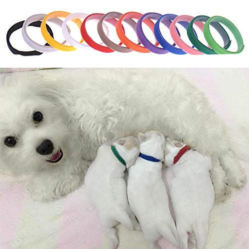 AchidistviQ 12 bandas de identificación para perros pequeños, gatos y cachorros, color aleatorio L