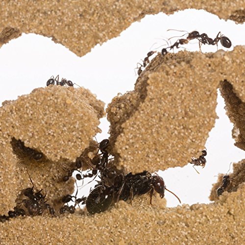 AntHouse - Hormiguero Natural de Arena - Kit Mini (Sándwich + Caja de Forrajeo) (Hormigas Gratis)