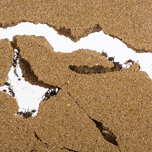 AntHouse - Hormiguero Natural de Arena - Kit Mini (Sándwich + Caja de Forrajeo) (Hormigas Gratis)