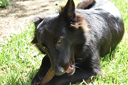 ARTISAN GIFT CO Mordedor Ecológico para Perros de Asta de Ciervo 100% Natural – Tamaño M (2 Unidades)