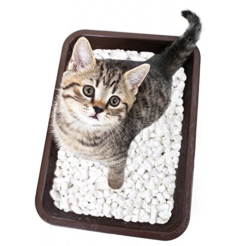 Asan 100% Arena Natural Elevada Absorción de Olores 10 L, Morado, Gatos y Hurones