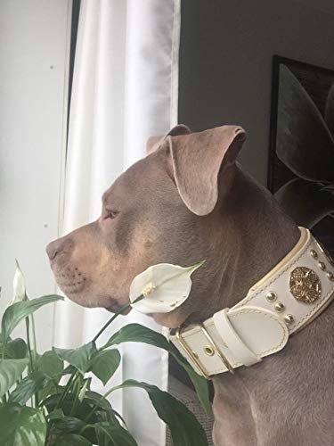 Bestia Maximus - Collar de perro de piel auténtica, razas grandes, corso de caña, Rottweiler, Boxer, Bullmastiff, Dogo, collar de perro de calidad, 100% piel, tachonado, tamaño L-XXL, 2,5 pulgadas de ancho, acolchado. Fabricado en Europa.