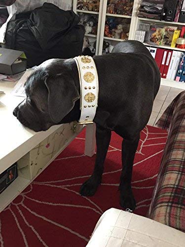 Bestia Maximus - Collar de perro de piel auténtica, razas grandes, corso de caña, Rottweiler, Boxer, Bullmastiff, Dogo, collar de perro de calidad, 100% piel, tachonado, tamaño L-XXL, 2,5 pulgadas de ancho, acolchado. Fabricado en Europa.
