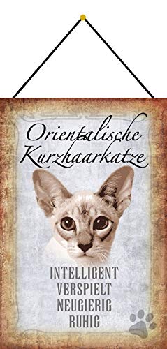 Blechschild Con cordón, 30 x 20 cm, retrato de gatos: pelo corto oriental, gato – Blechemma