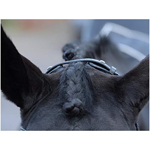 Busse William Hunter Equestrian Emotion - Brida para caballo (cristal), color negro