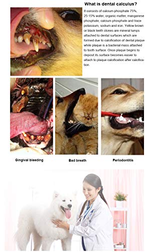 BUYFUN Herramienta de cálculo Dental para Mascotas, Gatos y Perros, Limpieza bucal y eliminación de sarro, Limpiador de Manchas dentales, Limpiador de Dientes