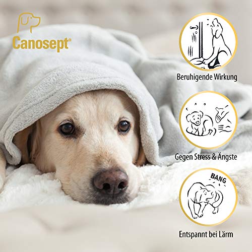 Canosept Home Comfort - Collar calmante para Perros con baldrian y Lavanda Que promueve el Bienestar y la relajación en Perros