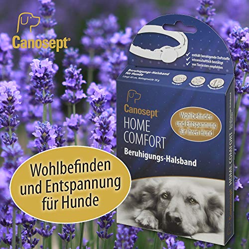 Canosept Home Comfort - Collar calmante para Perros con baldrian y Lavanda Que promueve el Bienestar y la relajación en Perros