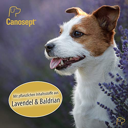 Canosept Home Comfort - Collar calmante para Perros con baldrian y Lavanda Que promueve el Bienestar y la relajación en Perros