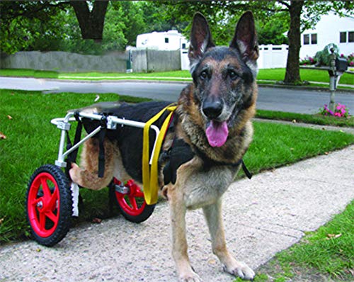Carrito for perros, adecuado for la práctica de mascotas, rehabilitación, lesiones asistidas, caminatas asistidas, perros grandes especiales, ajustables, 2 ruedas, 25 kg (55 libras) - 45 kg (100 lbs),