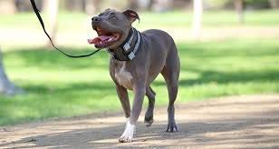 Cesar Millan, Collares de Perro, Pack Leader Collar, Gris (Grande)