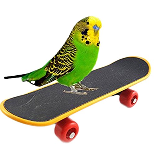 Chytaii - Juguete educativo para pájaros, monopatín, tabla con ruedas, loro, ara, animales