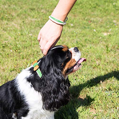 Collar con pajarita para perros y brazalete de amistad marca Pettsie