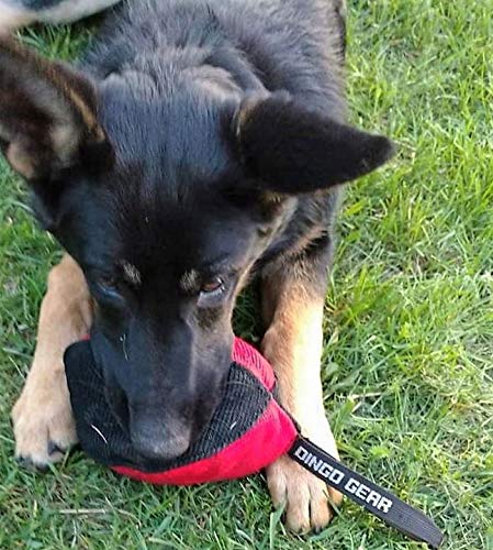 Dingo Gear Desires Bite Tug en Forma de Rodillo para Entrenamiento de Perros IGP K9 Work Play Nylcot Rojo