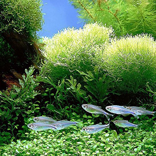Display08 - 1000 semillas de hierba mixtas para acuario, decoración de acuario, verde agua