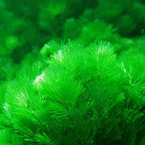 Display08 - 1000 semillas de hierba mixtas para acuario, decoración de acuario, verde agua