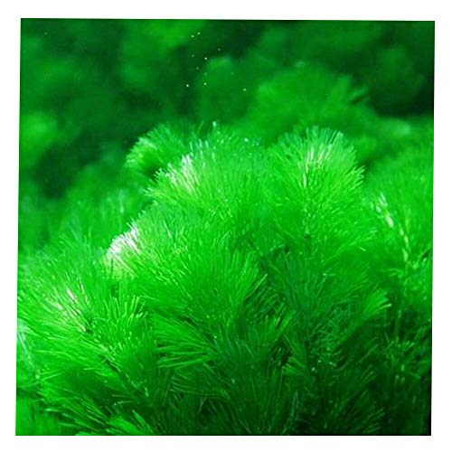 Display08 - 1000 semillas de hierba mixtas para acuario, decoración de acuario, verde agua