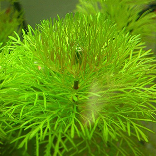 Display08 - 1000 semillas de hierba mixtas para acuario, decoración de acuario, verde agua