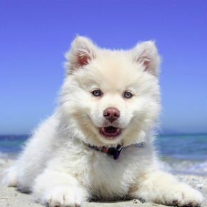 DOG FIT by PreThis® Shine para Perros | Pelaje de Perro Brillante y Piel Sana | para caspa, picazón e inflamación | Aceites Omega-3-6-9 | ¡Certificado ISO!