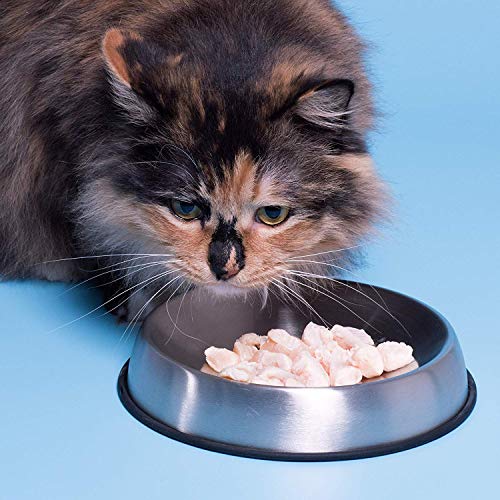 Dr. Catsby del Cuenco de la Comida para Bigote Socorro