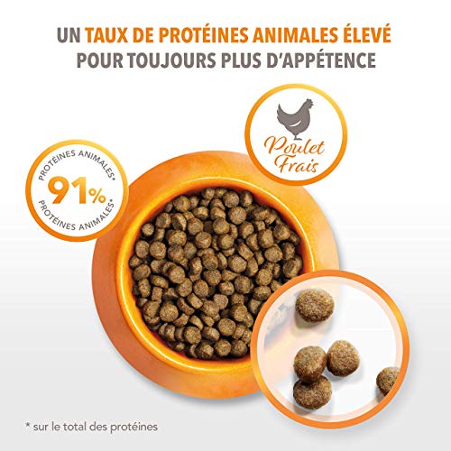 Eukanuba Iams Feline Kitten 1,5Kg 1500 g