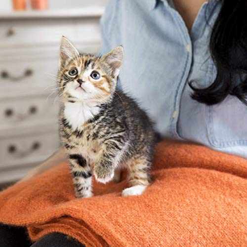 Eukanuba Iams Feline Kitten 1,5Kg 1500 g