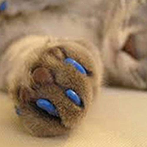 FOReverweihuajz 20pcs Gatos Gatito Nail Caps Pet Soft Gaws Cover Anti-arañazos Grooming Nail Paws Claw Cap Cover Protector con pegamento (caja de regalo) China Rojo XL