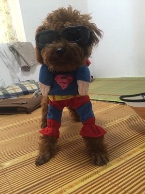 Gafas de sol para mascotas, con protección UV, impermeables, cortavientos y con efecto antivaho para mascotas pequeñas