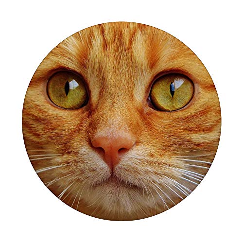 Gatos lindos con cara de regalo gato naranja atigrado gato PopSockets PopGrip: Agarre intercambiable para Teléfonos y Tabletas