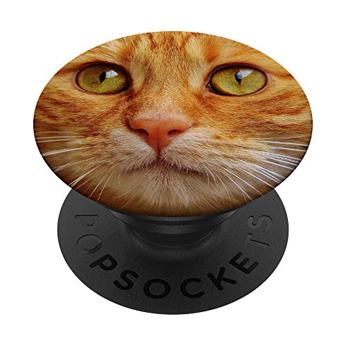 Gatos lindos con cara de regalo gato naranja atigrado gato PopSockets PopGrip: Agarre intercambiable para Teléfonos y Tabletas