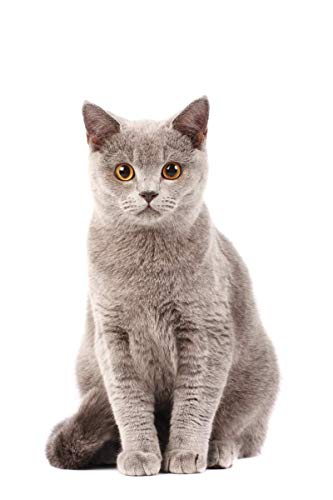 GimCat Skin & Coat Tabs 40g