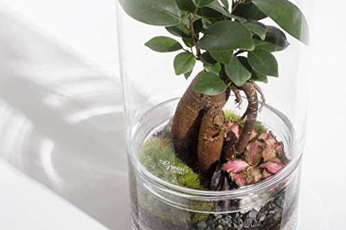 Green Factory – Jungle Tower Medium – Composición vegetal viva y autónoma – Terrario de cristal de 28,5 cm de alto + cordones microcarpa + espumas + grava + tierra